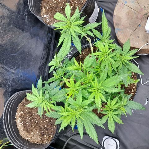 Maceta marrón 🟤 growlog timeline photo