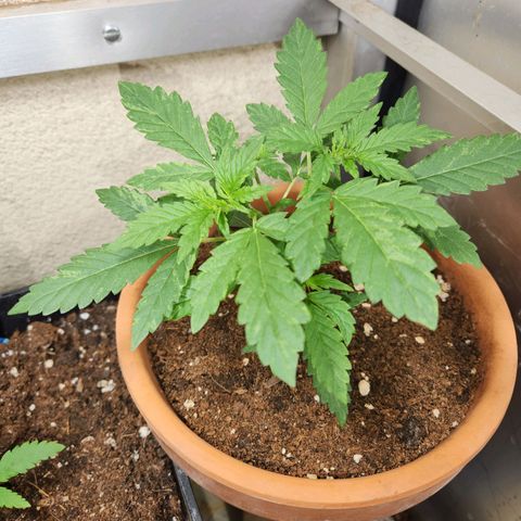 ComeMierda Haze growlog timeline photo
