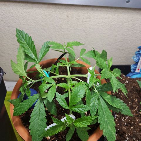 ComeMierda Haze growlog timeline photo