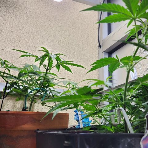 ComeMierda Haze growlog timeline photo