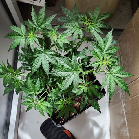 ComeMierda Haze growlog timeline photo