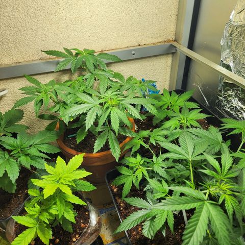ComeMierda Haze growlog timeline photo