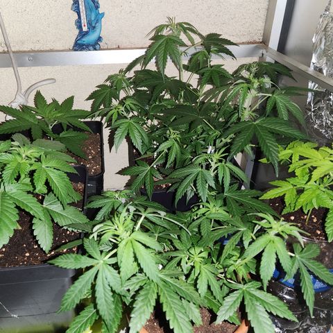 ComeMierda Haze growlog photo: Cap en horario oscuridad