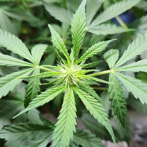 ComeMierda Haze growlog timeline photo