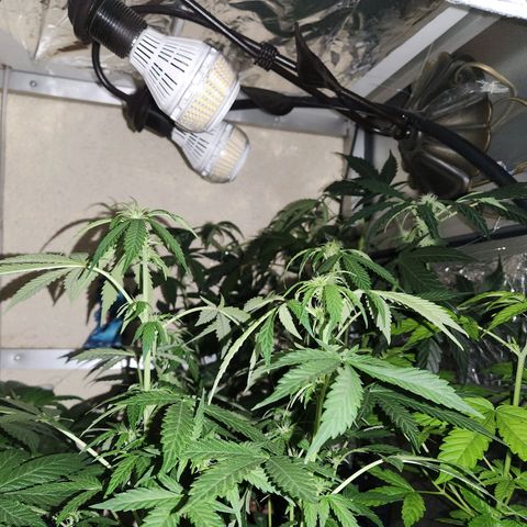 ComeMierda Haze growlog timeline photo