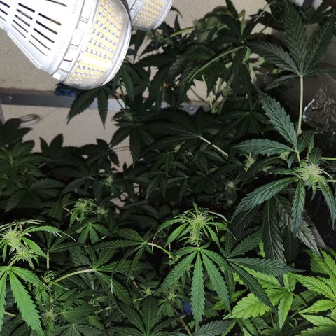 ComeMierda Haze growlog timeline photo