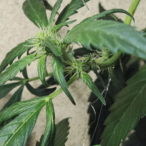 ComeMierda Haze growlog timeline photo