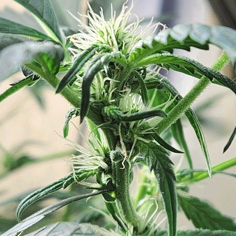 ComeMierda Haze growlog timeline photo