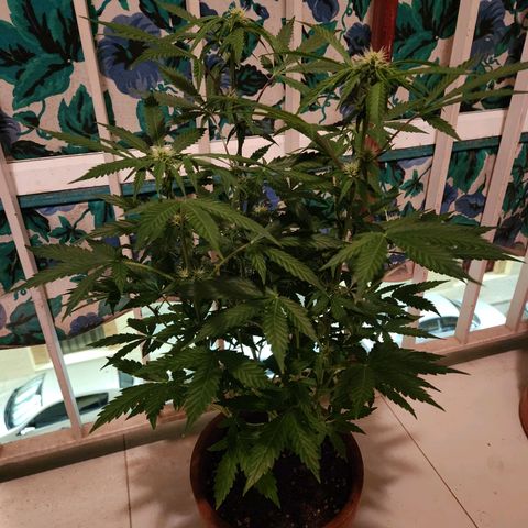 ComeMierda Haze growlog timeline photo