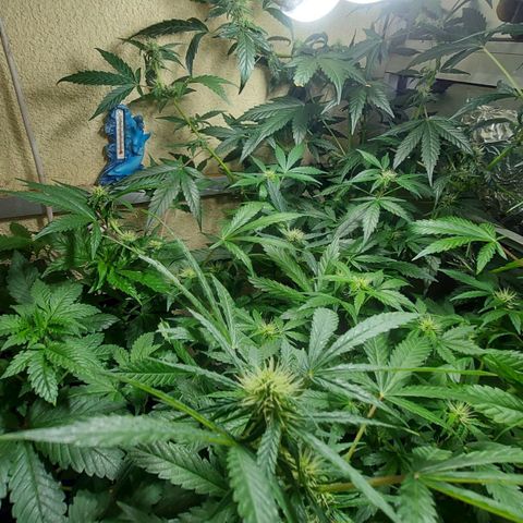 ComeMierda Haze growlog timeline photo