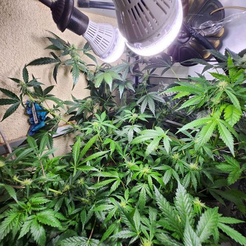 ComeMierda Haze growlog timeline photo
