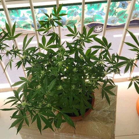 ComeMierda Haze growlog timeline photo