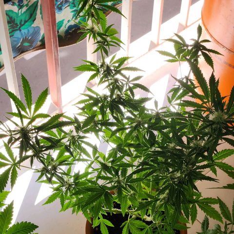 ComeMierda Haze growlog timeline photo