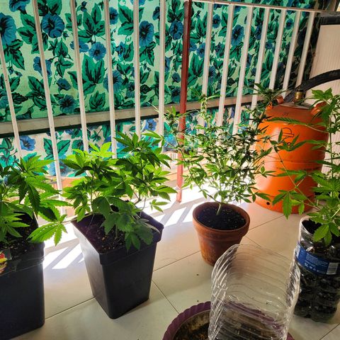 ComeMierda Haze growlog timeline photo