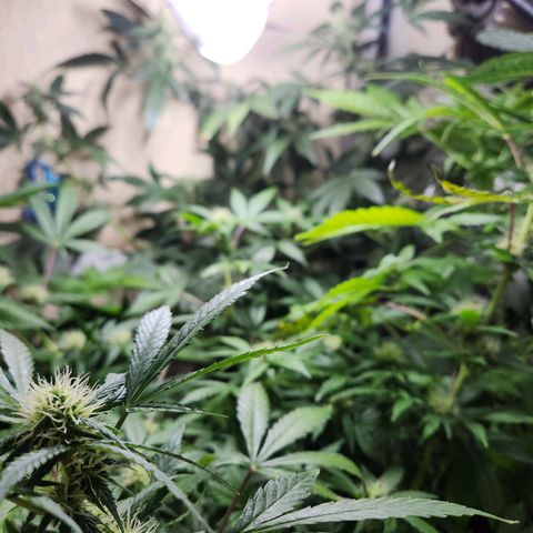 ComeMierda Haze growlog timeline photo