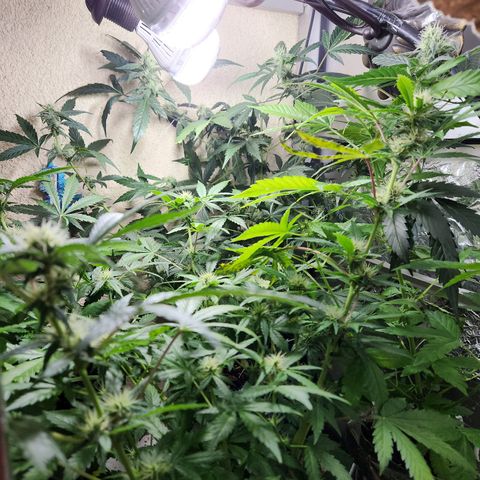 ComeMierda Haze growlog timeline photo