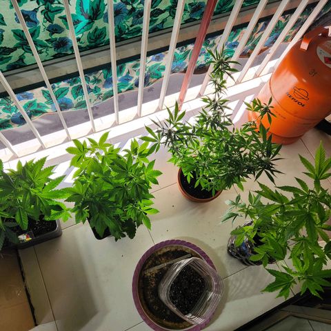 ComeMierda Haze growlog timeline photo