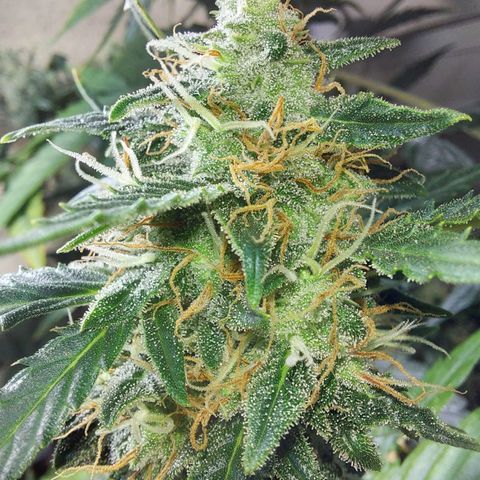 ComeMierda Haze growlog timeline photo