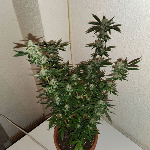 ComeMierda Haze growlog timeline photo