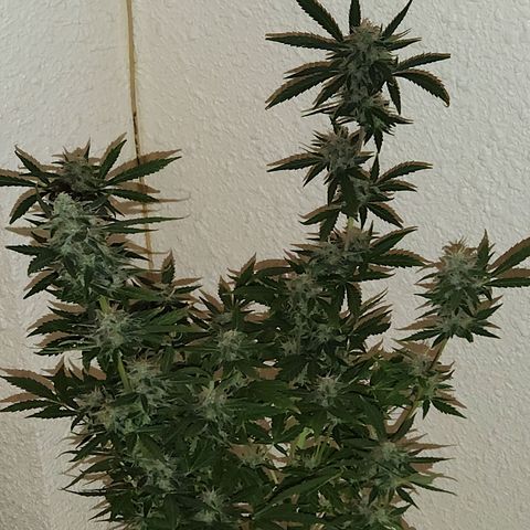 ComeMierda Haze growlog timeline photo