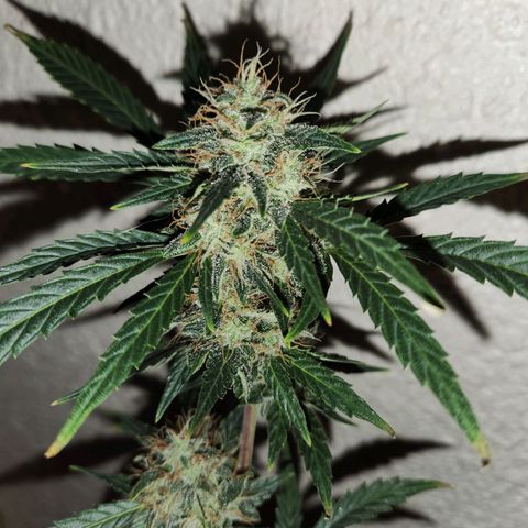 ComeMierda Haze growlog timeline photo