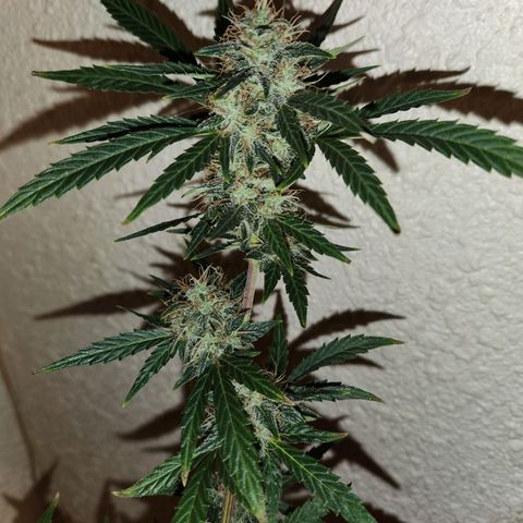 ComeMierda Haze growlog timeline photo