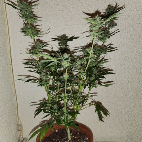 ComeMierda Haze growlog timeline photo