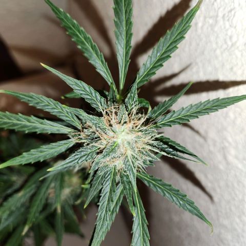 ComeMierda Haze growlog timeline photo