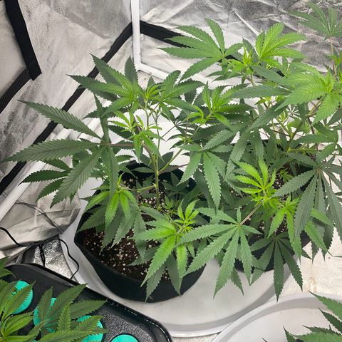 Skywalker Kush growlog timeline photo