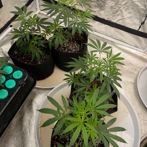 Skywalker Kush growlog timeline photo