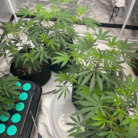 Skywalker Kush growlog timeline photo