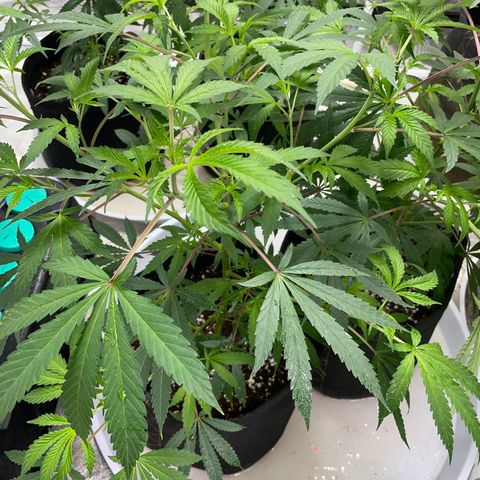 Skywalker Kush growlog timeline photo