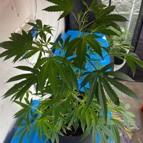 Skywalker Kush growlog timeline photo