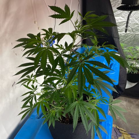 Skywalker Kush growlog timeline photo