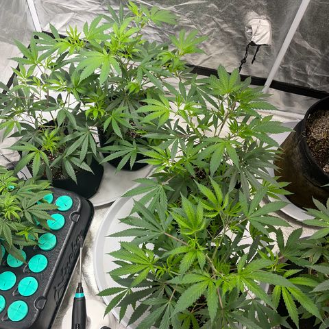 Skywalker Kush growlog timeline photo
