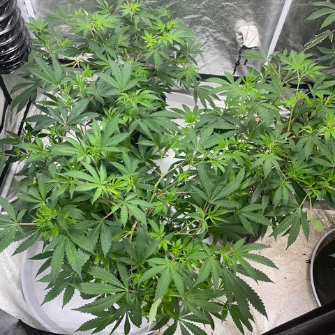Skywalker Kush growlog timeline photo