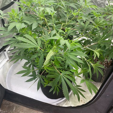 Skywalker Kush growlog timeline photo