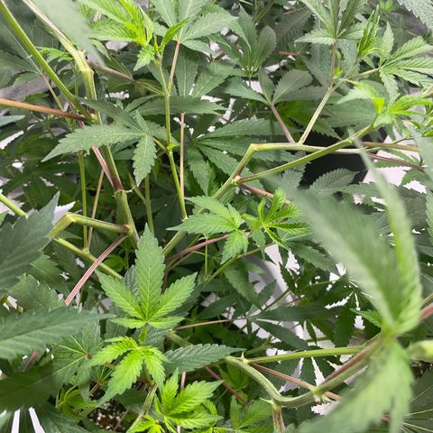 Skywalker Kush growlog timeline photo