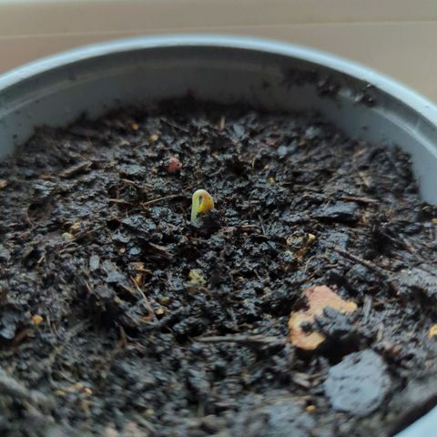 Royal Dwarf growlog timeline photo