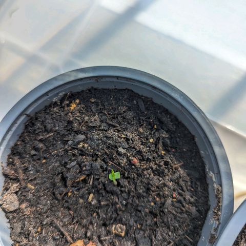 Royal Dwarf growlog timeline photo