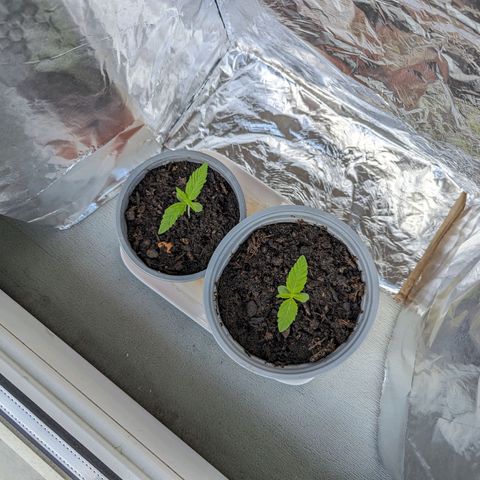 Royal Dwarf growlog timeline photo