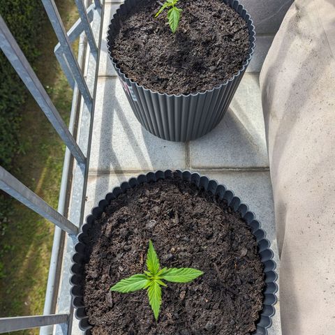 Royal Dwarf growlog timeline photo