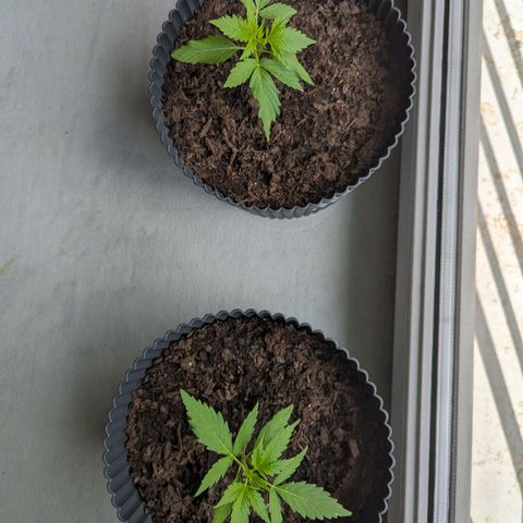 Royal Dwarf growlog timeline photo