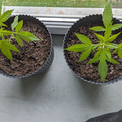 Royal Dwarf growlog timeline photo