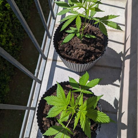 Royal Dwarf growlog timeline photo