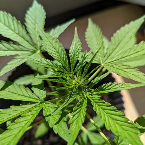 Royal Dwarf growlog timeline photo