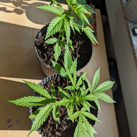 Royal Dwarf growlog timeline photo