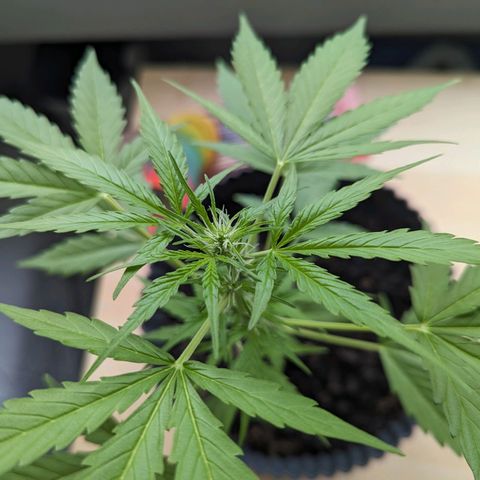 Royal Dwarf growlog timeline photo