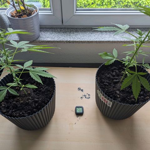 Royal Dwarf growlog timeline photo