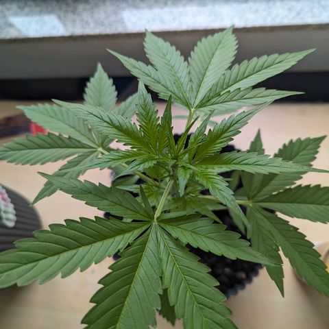 Royal Dwarf growlog timeline photo